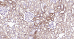 Beclin 1 Antibody in Immunohistochemistry (Paraffin) (IHC (P))
