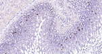 Beclin 1 Antibody in Immunohistochemistry (Paraffin) (IHC (P))