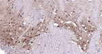 Beclin 1 Antibody in Immunohistochemistry (Paraffin) (IHC (P))