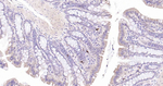 Beclin 1 Antibody in Immunohistochemistry (Paraffin) (IHC (P))
