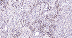 Beclin 1 Antibody in Immunohistochemistry (Paraffin) (IHC (P))