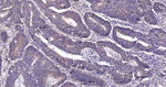 Beclin 1 Antibody in Immunohistochemistry (Paraffin) (IHC (P))