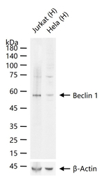 Beclin 1 Antibody in Western Blot (WB)