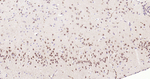 NeuN Antibody in Immunohistochemistry (Paraffin) (IHC (P))