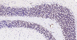 NeuN Antibody in Immunohistochemistry (Paraffin) (IHC (P))