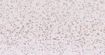 NeuN Antibody in Immunohistochemistry (Paraffin) (IHC (P))