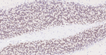 NeuN Antibody in Immunohistochemistry (Paraffin) (IHC (P))