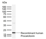 Procalcitonin Antibody in Western Blot (WB)