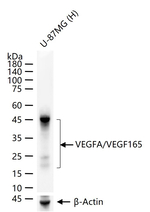 VEGF-165 Monoclonal Antibody (4G2)