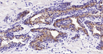 PSA Antibody in Immunohistochemistry (Paraffin) (IHC (P))