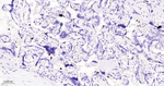 Azurocidin Antibody in Immunohistochemistry (Paraffin) (IHC (P))