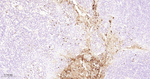 Azurocidin Antibody in Immunohistochemistry (Paraffin) (IHC (P))
