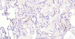 Azurocidin Antibody in Immunohistochemistry (Paraffin) (IHC (P))