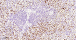 Azurocidin Antibody in Immunohistochemistry (Paraffin) (IHC (P))
