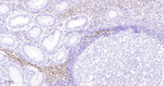 Azurocidin Monoclonal Antibody (5F1)