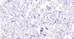 Azurocidin Antibody in Immunohistochemistry (Paraffin) (IHC (P))