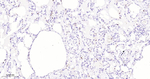 Azurocidin Antibody in Immunohistochemistry (Paraffin) (IHC (P))