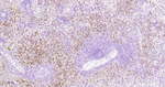 Azurocidin Antibody in Immunohistochemistry (Paraffin) (IHC (P))