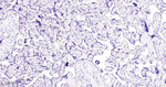 Azurocidin Antibody in Immunohistochemistry (Paraffin) (IHC (P))