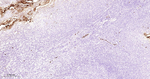 Azurocidin Antibody in Immunohistochemistry (Paraffin) (IHC (P))