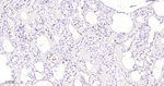 Azurocidin Antibody in Immunohistochemistry (Paraffin) (IHC (P))