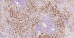 Azurocidin Antibody in Immunohistochemistry (Paraffin) (IHC (P))
