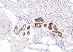 MUC1 Antibody in Immunohistochemistry (Paraffin) (IHC (P))