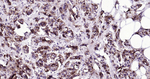 MUC1 Antibody in Immunohistochemistry (Paraffin) (IHC (P))