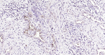 MUC1 Monoclonal Antibody (6E9)