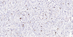 MUC1 Antibody in Immunohistochemistry (Paraffin) (IHC (P))