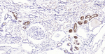 MUC1 Antibody in Immunohistochemistry (Paraffin) (IHC (P))