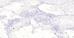 MUC1 Antibody in Immunohistochemistry (Paraffin) (IHC (P))