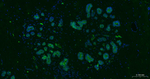 Tau (isoform 4) Antibody in Immunohistochemistry (Paraffin) (IHC (P))