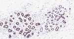 Tau (isoform 4) Antibody in Immunohistochemistry (Paraffin) (IHC (P))