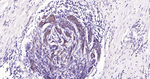 Tau (isoform 4) Antibody in Immunohistochemistry (Paraffin) (IHC (P))