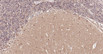 Tau (isoform 4) Antibody in Immunohistochemistry (Paraffin) (IHC (P))