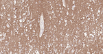 Tau (isoform 4) Antibody in Immunohistochemistry (Paraffin) (IHC (P))