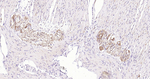 Tau (isoform 4) Antibody in Immunohistochemistry (Paraffin) (IHC (P))