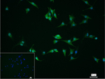 alpha Synuclein Monoclonal Antibody (11A5)