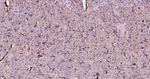 GFAP Antibody in Immunohistochemistry (Paraffin) (IHC (P))
