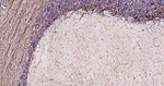 GFAP Antibody in Immunohistochemistry (Paraffin) (IHC (P))