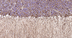 GFAP Antibody in Immunohistochemistry (Paraffin) (IHC (P))