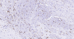 GFAP Antibody in Immunohistochemistry (Paraffin) (IHC (P))