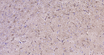 GFAP Antibody in Immunohistochemistry (Paraffin) (IHC (P))