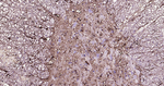 GFAP Antibody in Immunohistochemistry (Paraffin) (IHC (P))