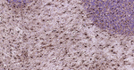 GFAP Antibody in Immunohistochemistry (Paraffin) (IHC (P))