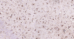 GFAP Antibody in Immunohistochemistry (Paraffin) (IHC (P))