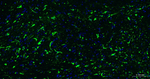 GFAP Antibody in Immunohistochemistry (Paraffin) (IHC (P))