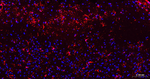 GFAP Antibody in Immunohistochemistry (Paraffin) (IHC (P))