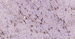 GFAP Antibody in Immunohistochemistry (Paraffin) (IHC (P))
